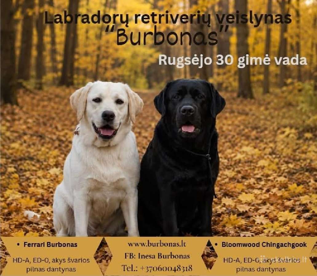 Labradorų veislynas "Burbonas" - nuotraukos Nr. 3