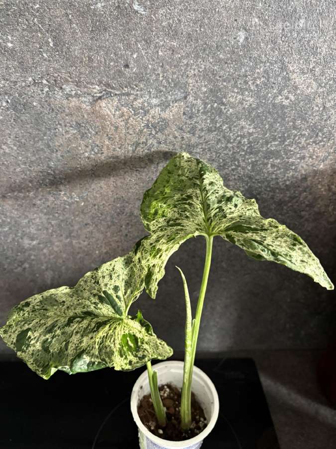 Syngonium Podophyllum Mottled - nuotraukos Nr. 2