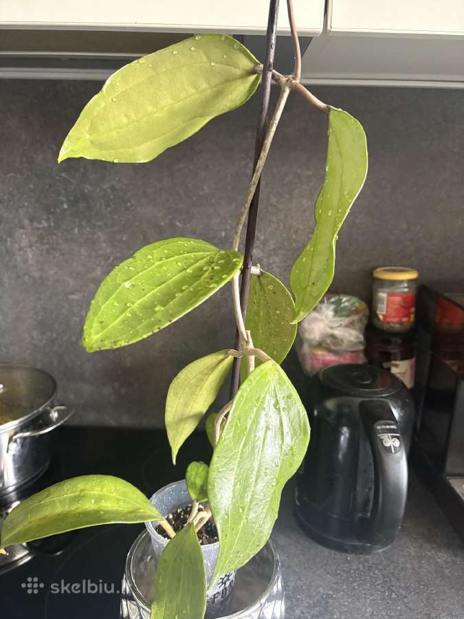 Hoya Polistachia - nuotraukos Nr. 2