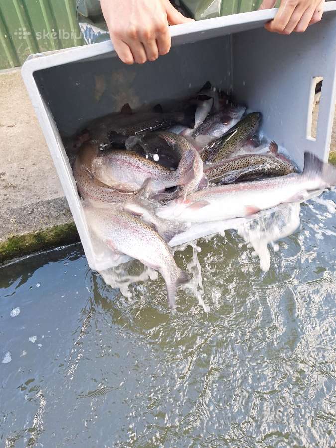 Upėtakis 1kg - nuotraukos Nr. 2