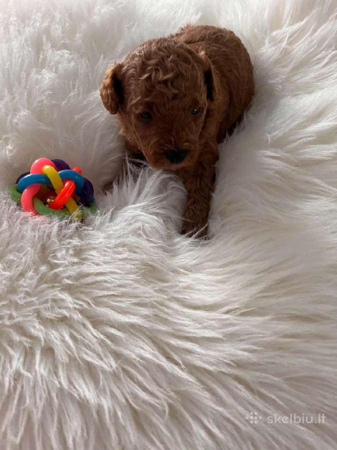 Parduodami Toy Pudeliukai! Galiu atvežti - nuotraukos Nr. 5