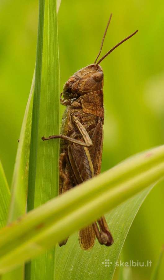 Canon Ef 24-70mm F4 L Is Usm Macro - nuotraukos Nr. 11