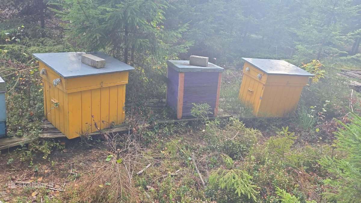 Dovanojame avilius - nuotraukos Nr. 2