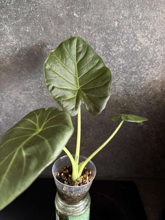 Alocasia Regal Shields - nuotraukos Nr. 2