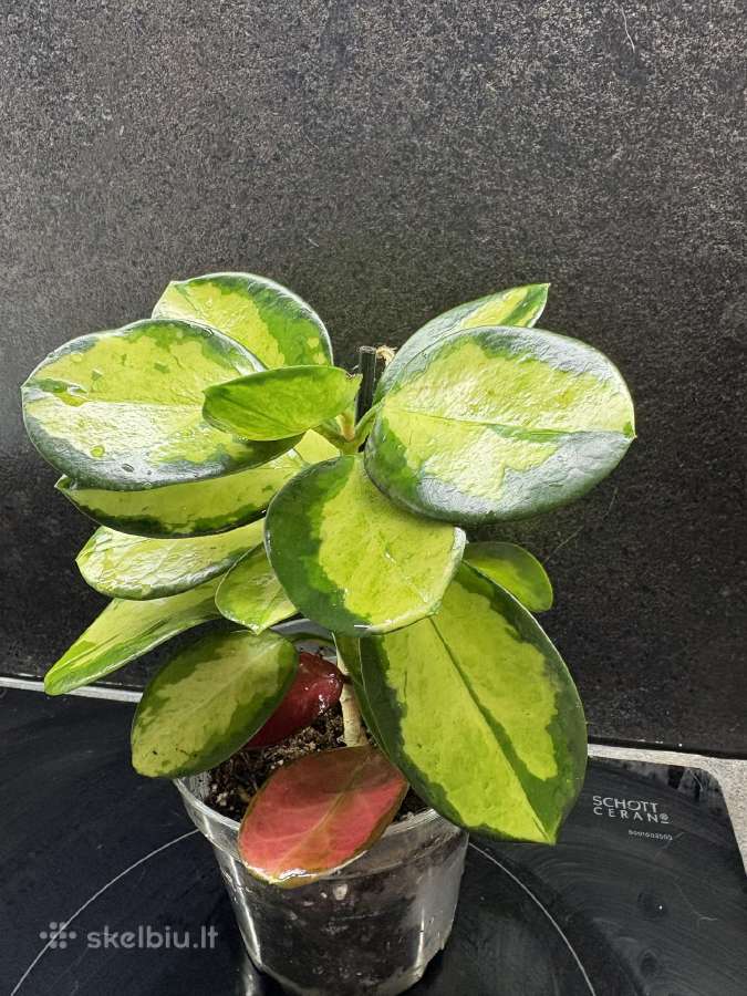 Hoya Australis Lisa - nuotraukos Nr. 2