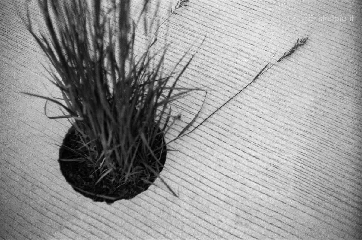 Leica M3 (1957) + Canon 50mm f/1.8 Ltm - nuotraukos Nr. 11
