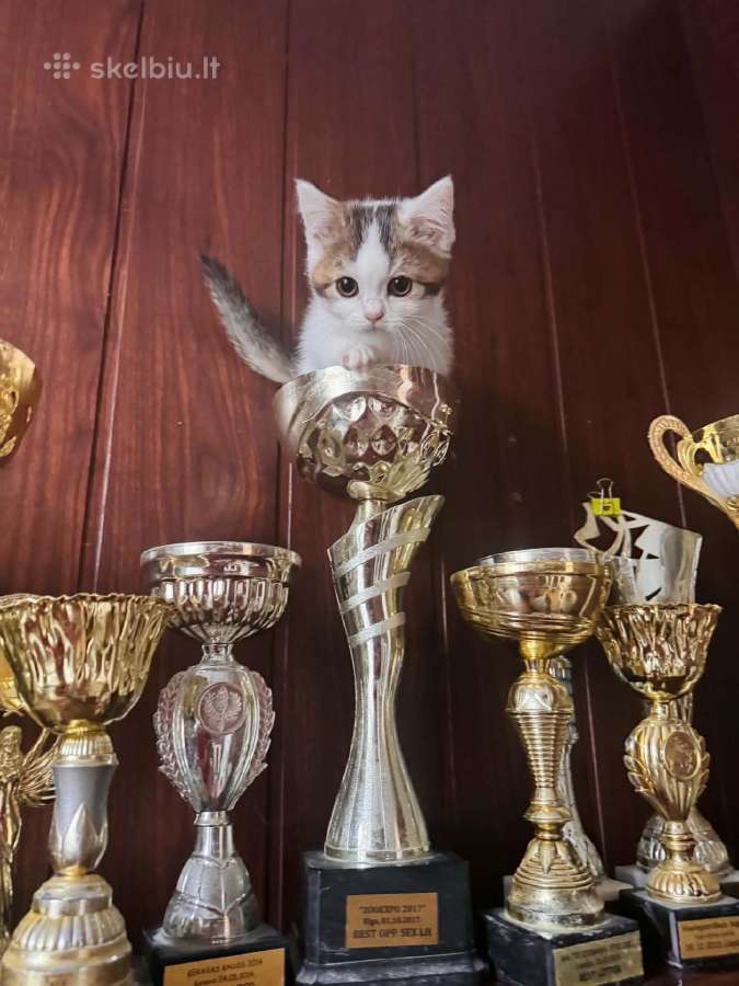 Kilmingi škotų kačiukai Vasaros kaina - nuotraukos Nr. 8