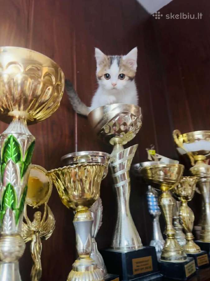 Kilmingi škotų kačiukai Vasaros kaina - nuotraukos Nr. 10