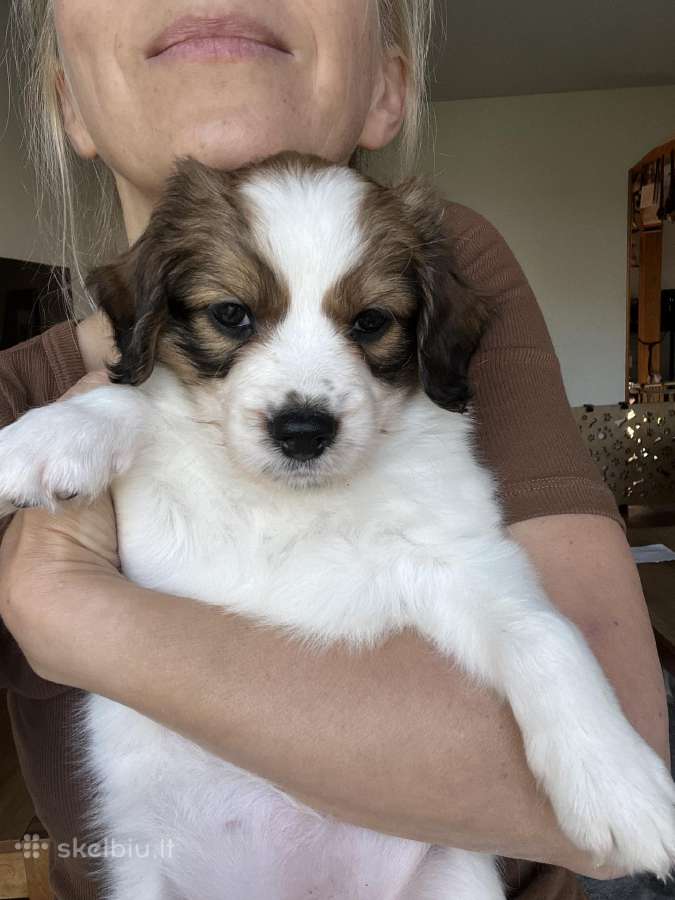 Nyderlandų spanieliai / Kooikerhondje - nuotraukos Nr. 2