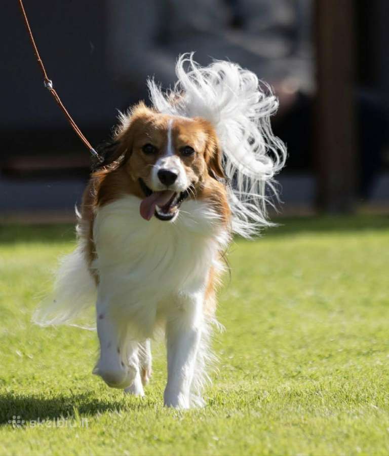 Nyderlandų spanieliai / Kooikerhondje - nuotraukos Nr. 3