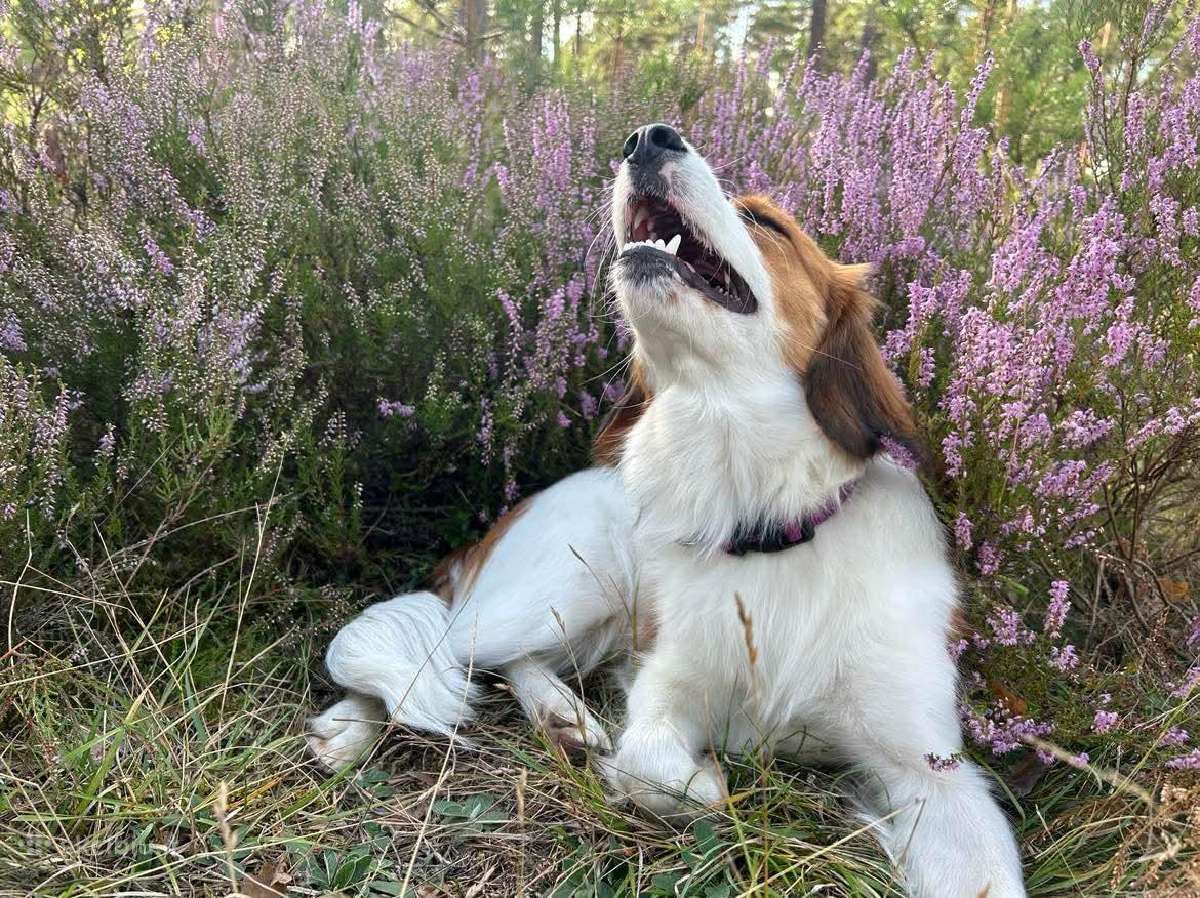 Nyderlandų spanieliai / Kooikerhondje - nuotraukos Nr. 4