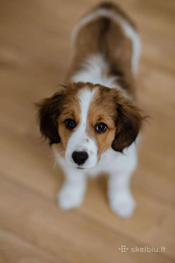 Nyderlandų spanieliai / Kooikerhondje - nuotraukos Nr. 6