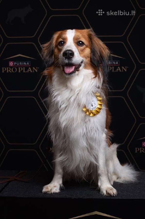 Nyderlandų spanieliai / Kooikerhondje - nuotraukos Nr. 7