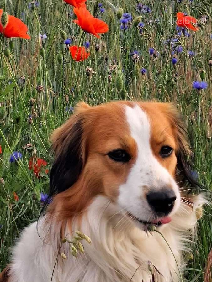 Nyderlandų spanieliai / Kooikerhondje - nuotraukos Nr. 8