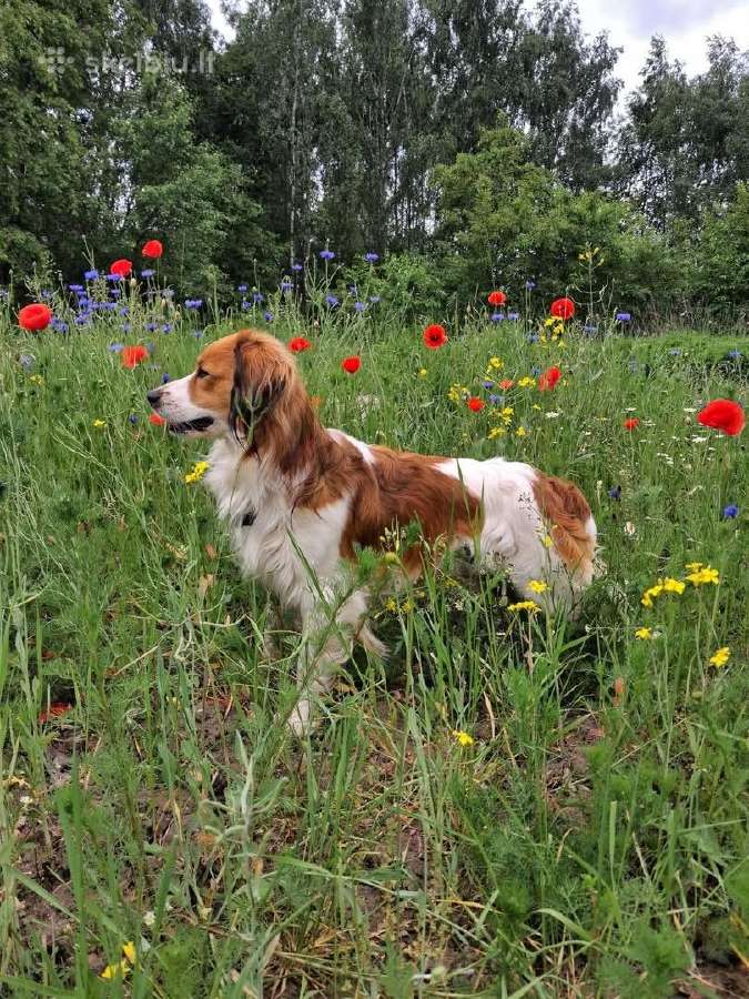 Nyderlandų spanieliai / Kooikerhondje - nuotraukos Nr. 9