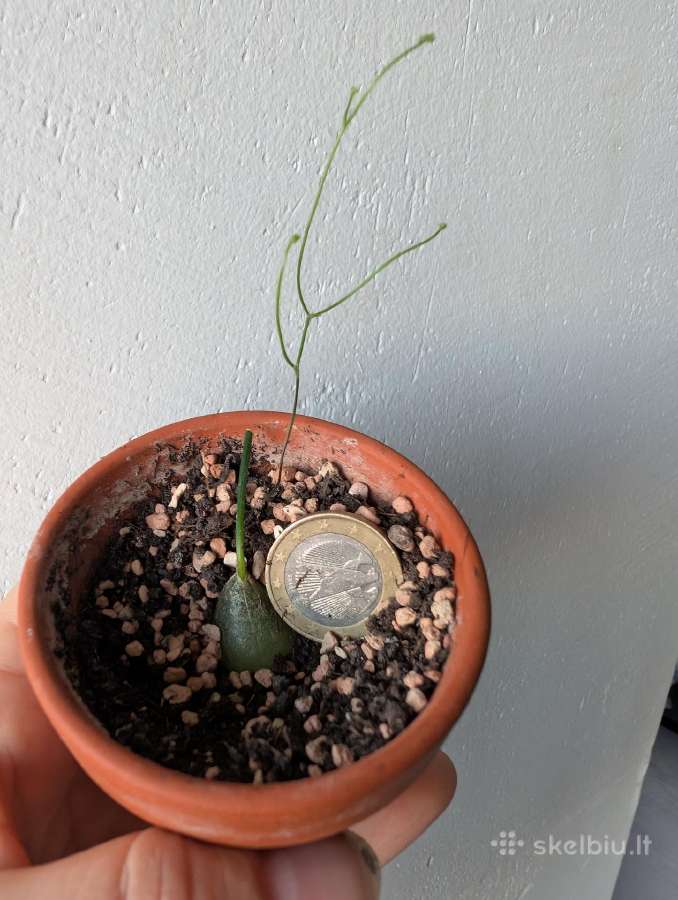 Sukulentai ceropegia, gasteria, haworthia ir kiti - nuotraukos Nr. 7
