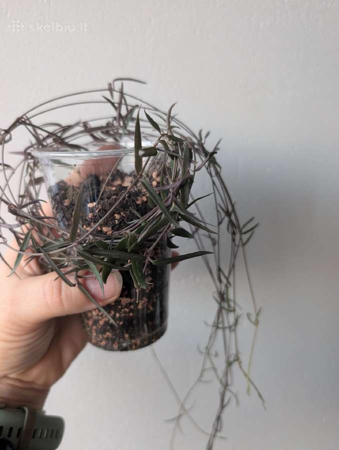 Sukulentai ceropegia, gasteria, haworthia ir kiti - nuotraukos Nr. 8