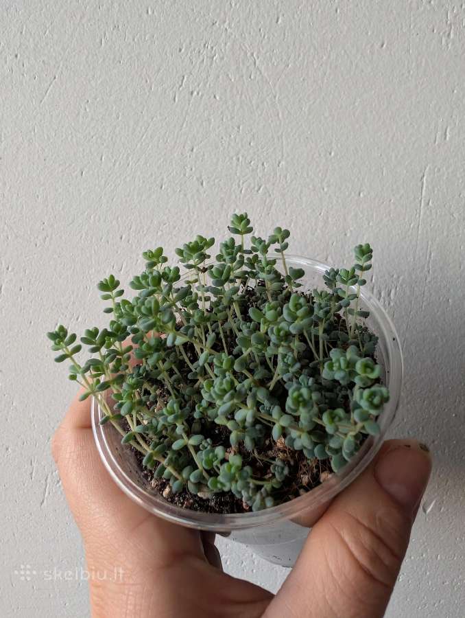Sukulentai ceropegia, gasteria, haworthia ir kiti - nuotraukos Nr. 9