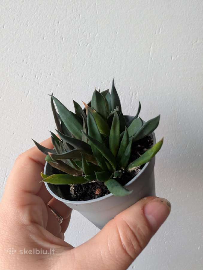 Sukulentai ceropegia, gasteria, haworthia ir kiti - nuotraukos Nr. 10