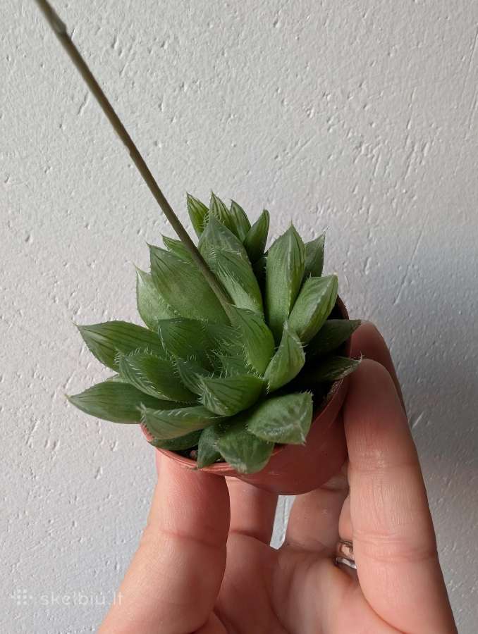 Sukulentai ceropegia, gasteria, haworthia ir kiti - nuotraukos Nr. 11