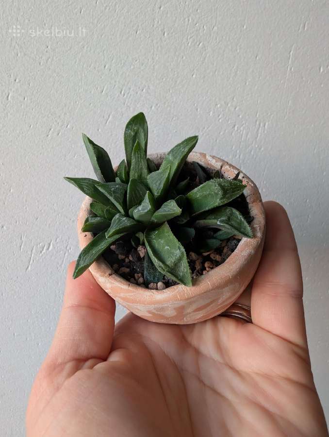 Sukulentai ceropegia, gasteria, haworthia ir kiti - nuotraukos Nr. 12