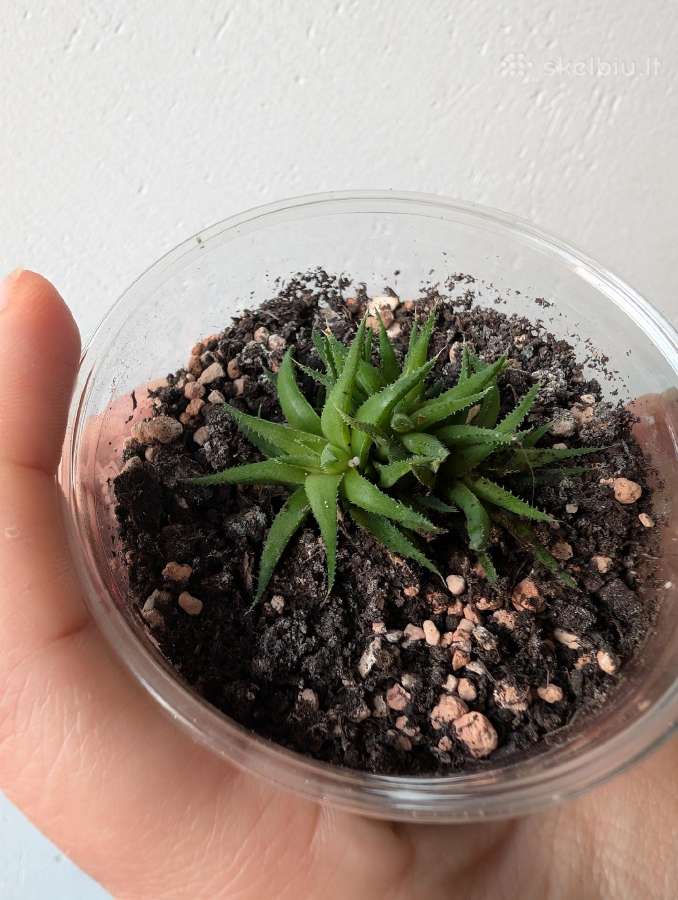 Sukulentai ceropegia, gasteria, haworthia ir kiti - nuotraukos Nr. 13