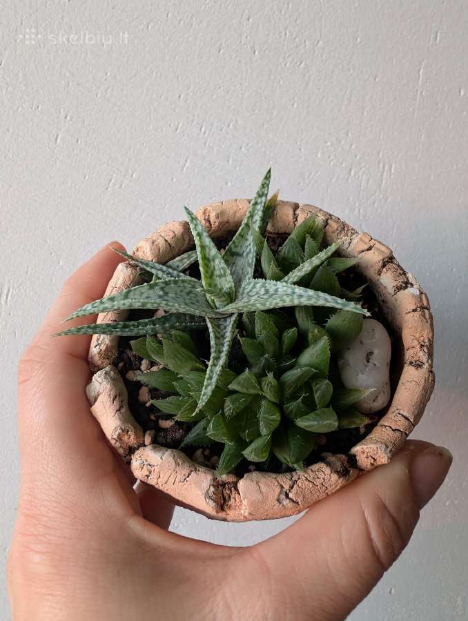 Sukulentai ceropegia, gasteria, haworthia ir kiti - nuotraukos Nr. 14