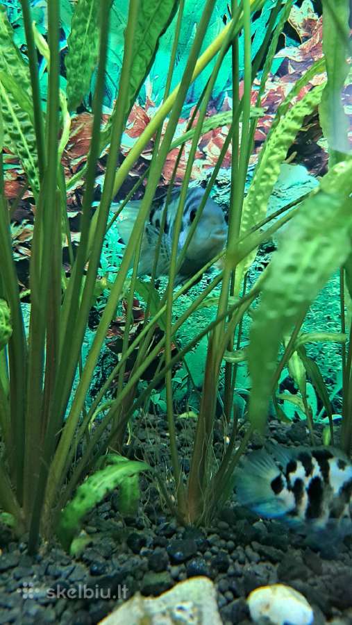 Akvariumas su filtru - nuotraukos Nr. 2