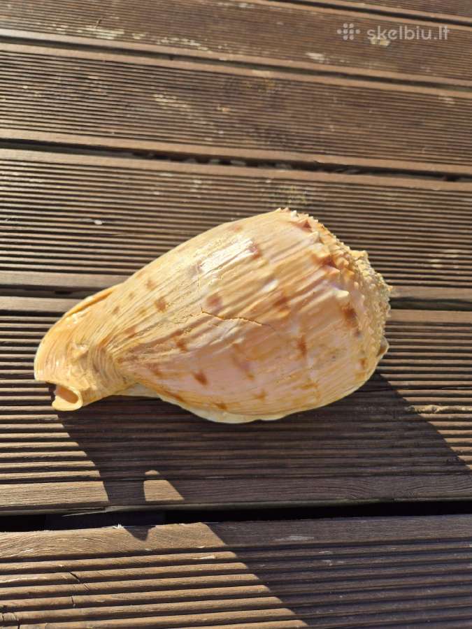 Parduodu jūrinę kriauklę - nuotraukos Nr. 5