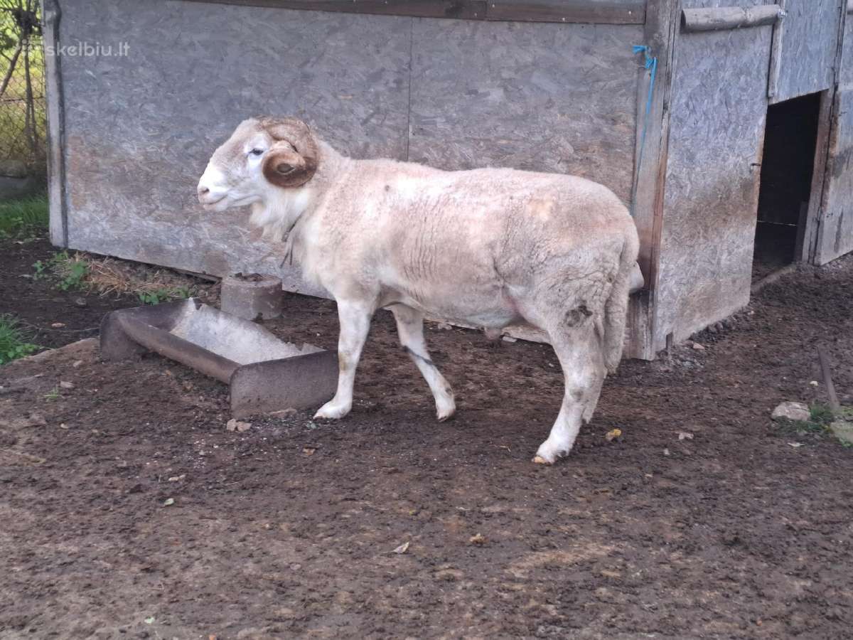 Parduodamas avinas - nuotraukos Nr. 2