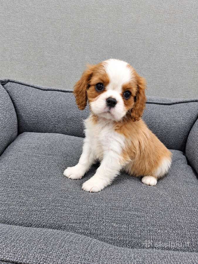 Kavalieriaus Karaliaus Karolio Spanielių šuniuka - nuotraukos Nr. 13