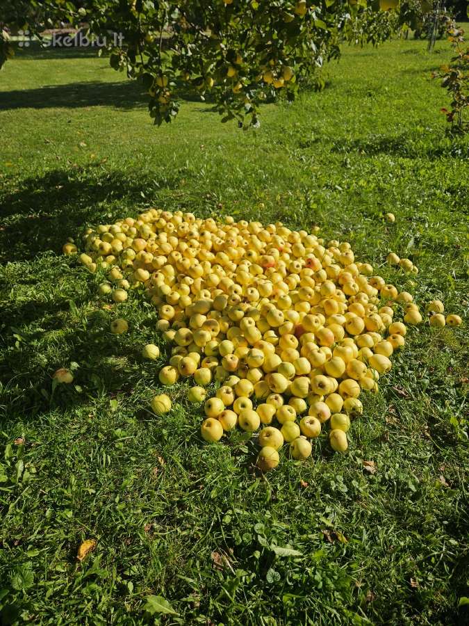 Parduodami obuoliai Alytaus raj - nuotraukos Nr. 4