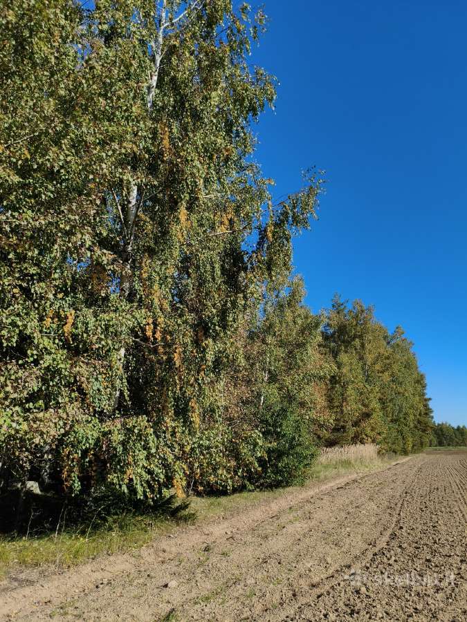 Sodyba vienkiemis - nuotraukos Nr. 10