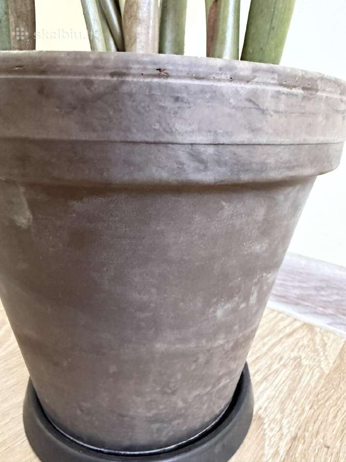 Skubiai parduodu– Juodasis Zamiokulkas - nuotraukos Nr. 6