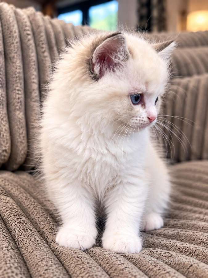 Ragdoll kačiukai (Skudurinės lėlės) Regdolai - nuotraukos Nr. 4