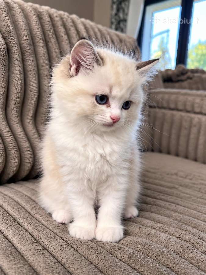 Ragdoll kačiukai (Skudurinės lėlės) Regdolai - nuotraukos Nr. 5