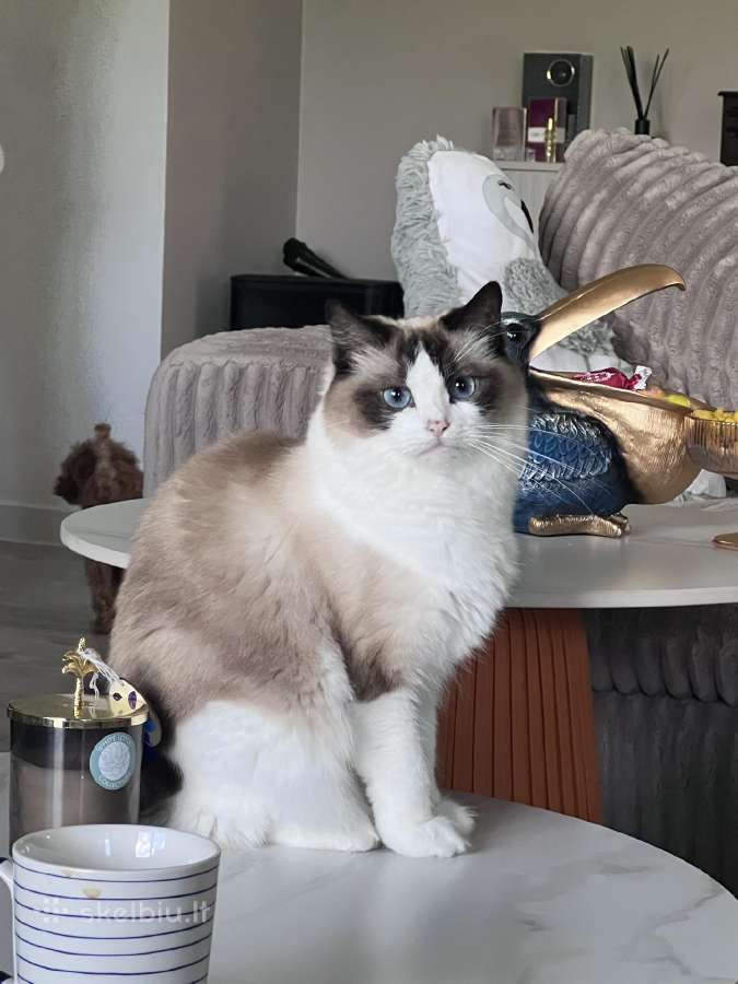 Ragdoll kačiukai (Skudurinės lėlės) Regdolai - nuotraukos Nr. 7