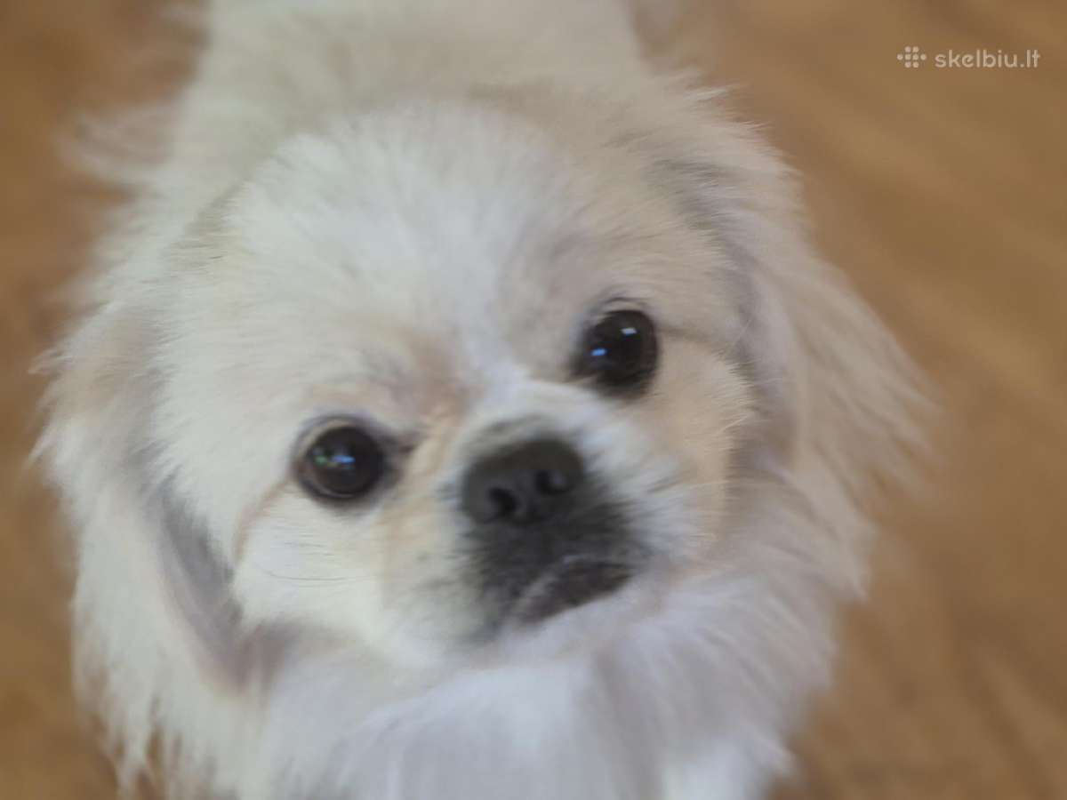 Baltas pekinukas - nuotraukos Nr. 2