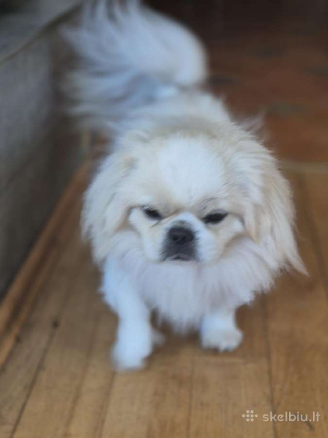 Baltas pekinukas - nuotraukos Nr. 3