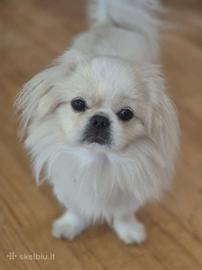 Baltas pekinukas - nuotraukos Nr. 4