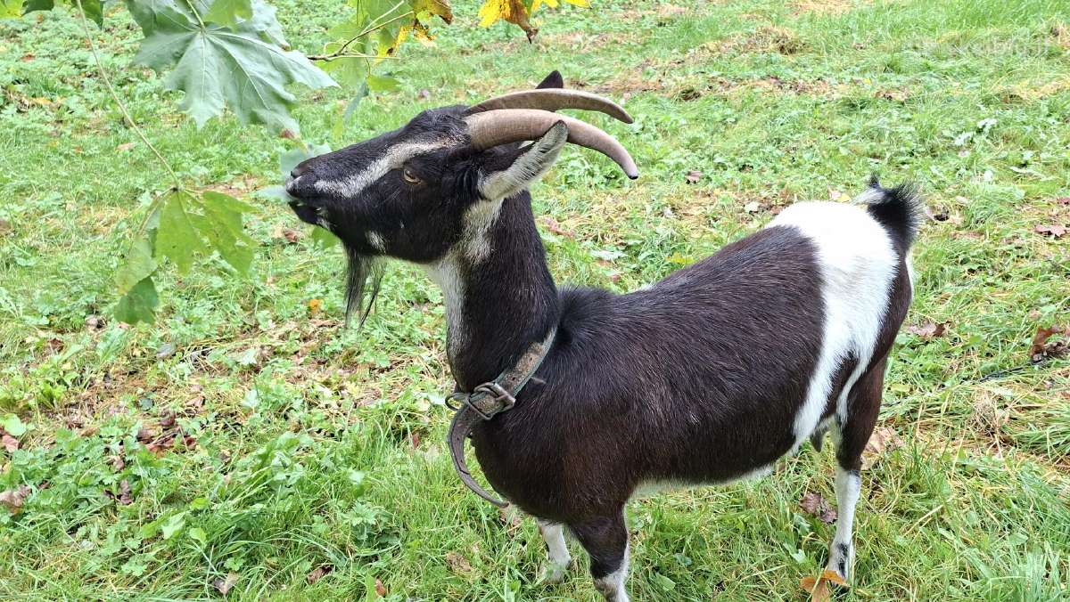 Ožka - nuotraukos Nr. 5