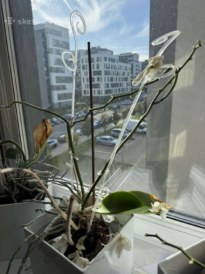 Dovanoju orchidėjas - nuotraukos Nr. 2