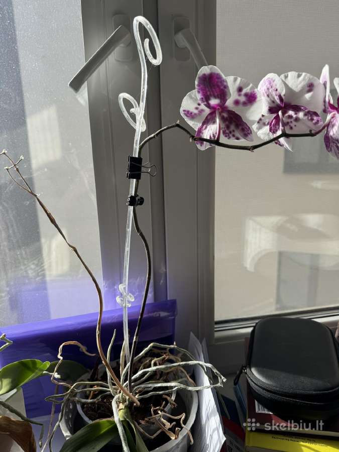 Dovanoju orchidėjas - nuotraukos Nr. 3