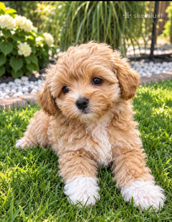Maltipoo broliukas ir sesutė - nuotraukos Nr. 2