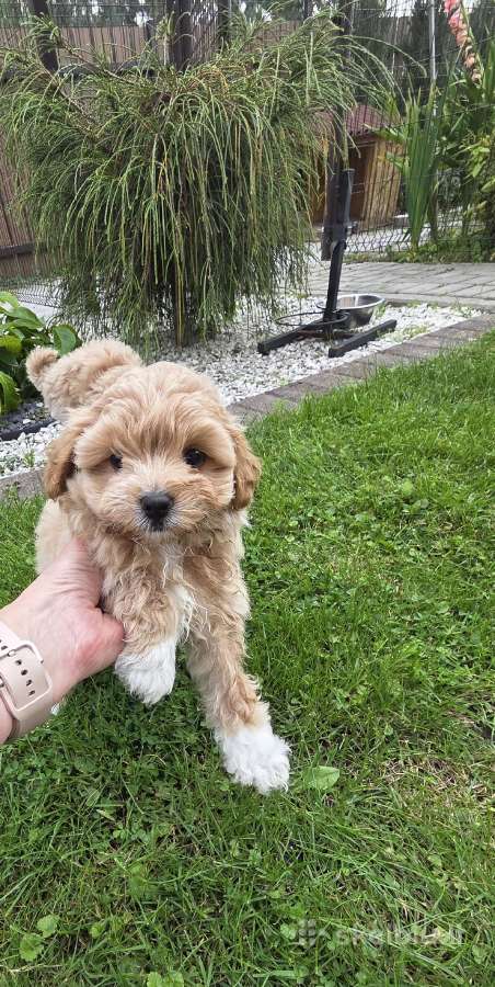Maltipoo broliukas ir sesutė - nuotraukos Nr. 3