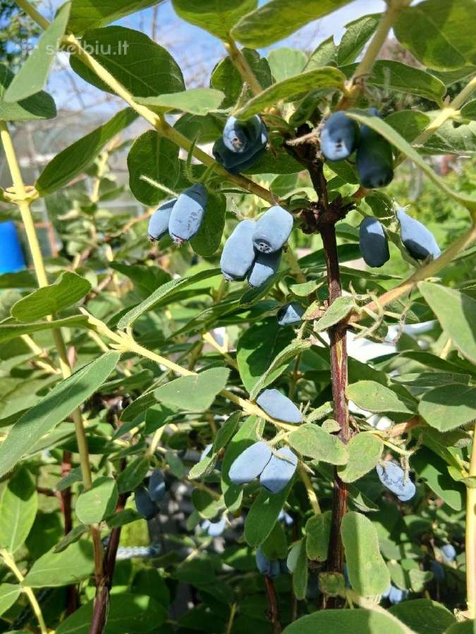 Parduodamas žemės sklypas - nuotraukos Nr. 11