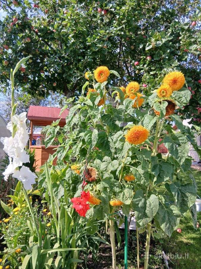Parduodamas žemės sklypas - nuotraukos Nr. 16