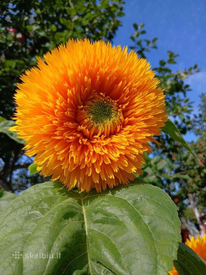 Parduodamas žemės sklypas - nuotraukos Nr. 17