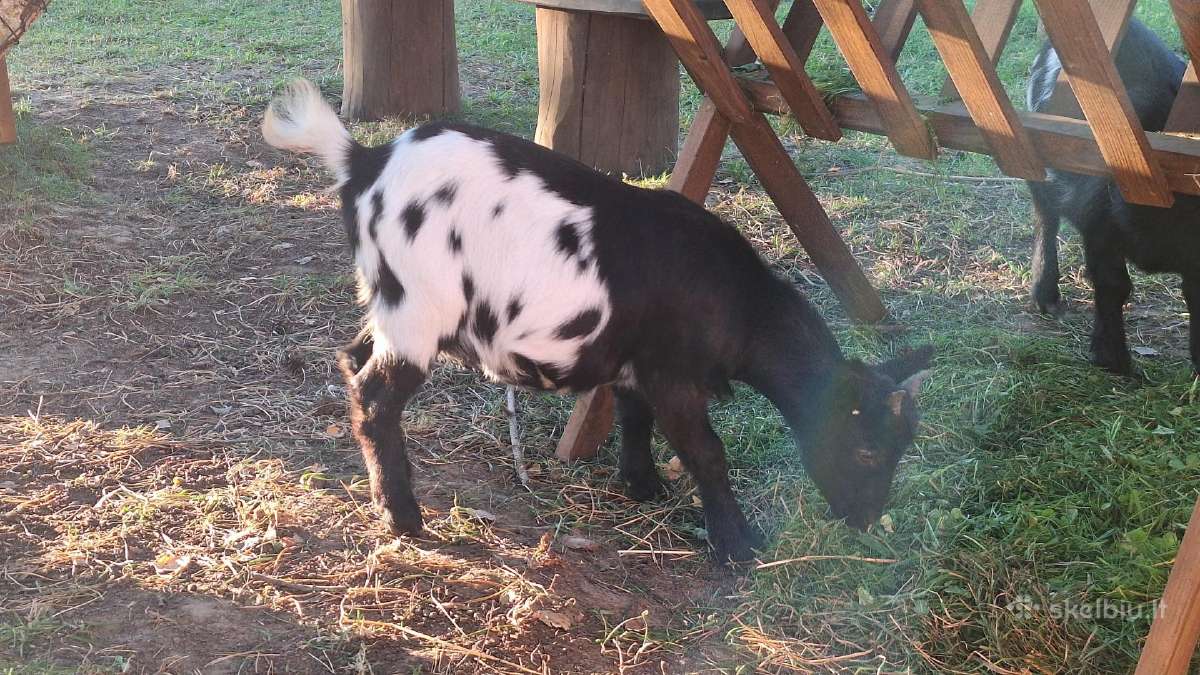 Mini olandų ožkyčių šeimyna - nuotraukos Nr. 2