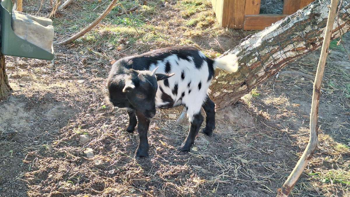 Mini olandų ožkyčių šeimyna - nuotraukos Nr. 7